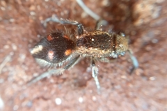 Traumatomutilla quadrum