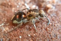 Traumatomutilla quadrum