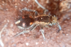 Traumatomutilla quadrum