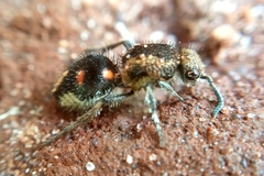 Traumatomutilla quadrum