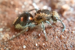 Traumatomutilla quadrum