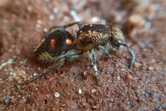 Traumatomutilla quadrum