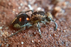 Traumatomutilla quadrum