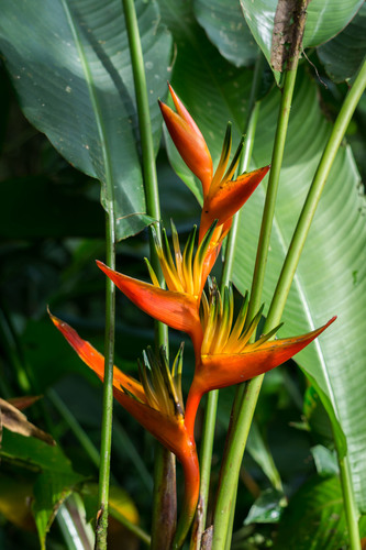 Heliconia psittacorum × spathocircinata