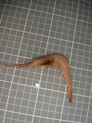 Parapenaeus longirostris