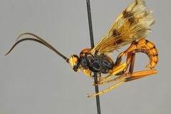 Compsocryptus resolutus