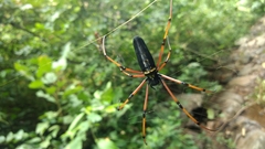 Nephila kuhli