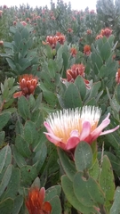 Protea lacticolor
