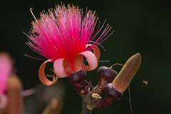 Pseudobombax ellipticum