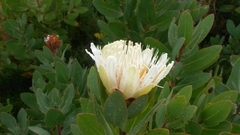 Protea lacticolor