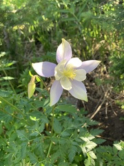Aquilegia coerulea