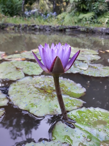 Day Waterlily