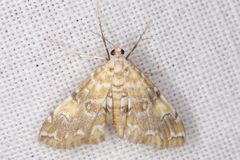 Elophila faulalis