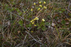 Draba pilosa