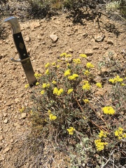 Eriogonum microtheca ambiguum