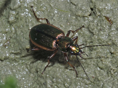 Agonum marginatum