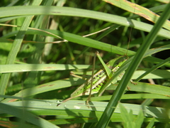 Gampsocleis sedakovii