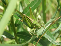 Gampsocleis sedakovii