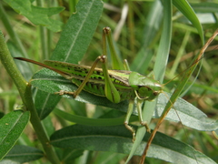 Gampsocleis sedakovii