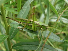 Gampsocleis sedakovii