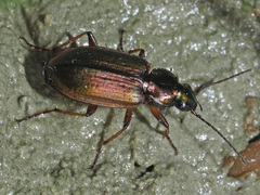 Agonum marginatum