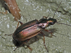 Agonum marginatum
