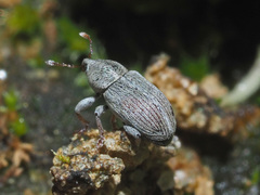 Tychius meliloti