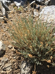 Artemisia albicans
