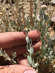 Artemisia albicans