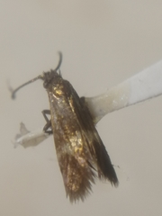 Cauchas fibulella