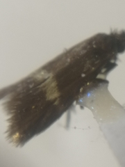 Cauchas fibulella