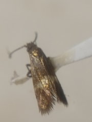 Cauchas fibulella