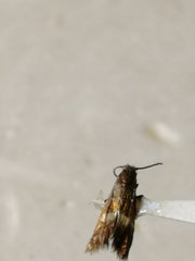 Cauchas fibulella