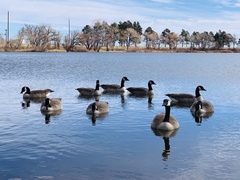 Branta canadensis