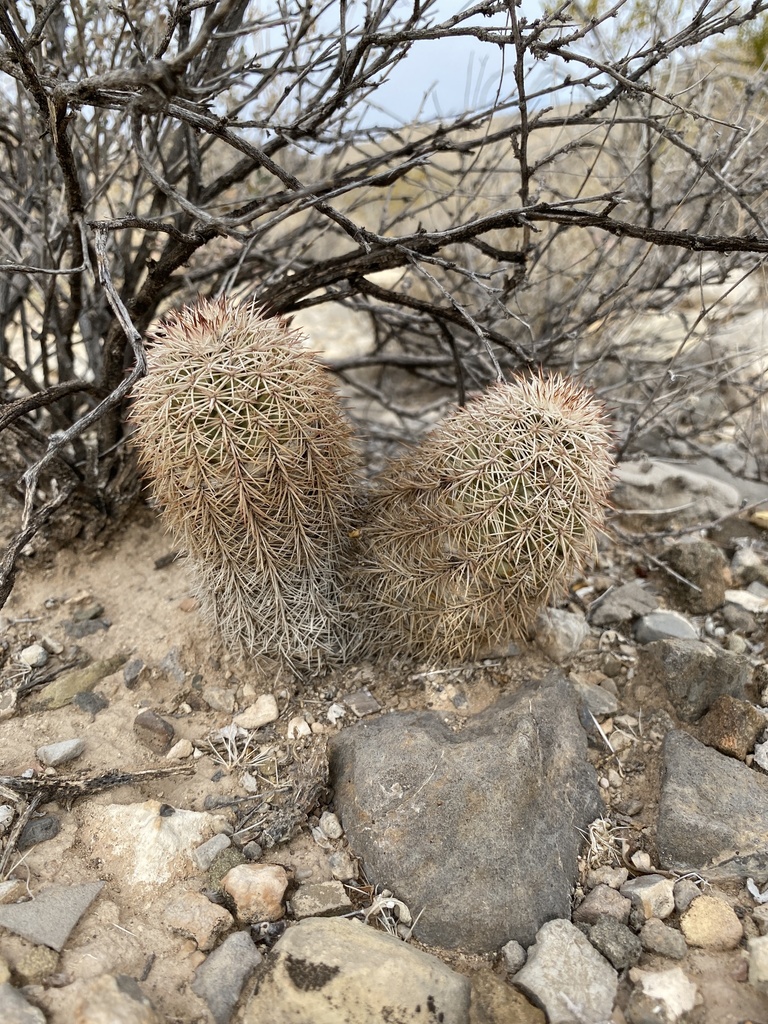 Echinocereus × roetteri; photograph CK2AZ, CC BY, iNaturalist via GBIF