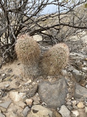 Echinocereus × roetteri