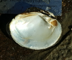 Obovaria olivaria