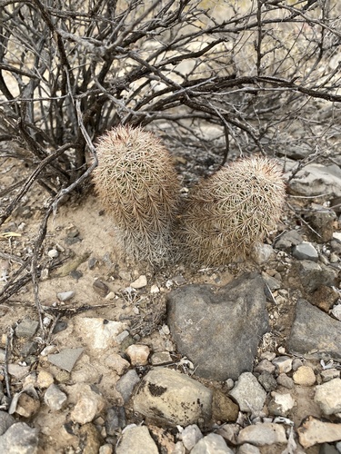 Echinocereus × roetteri, photograph 1