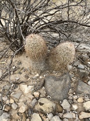 CK2AZ, CC BY, iNaturalist via GBIF Echinocereus × roetteri, photograph CK2AZ, CC BY, iNaturalist via GBIF
