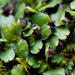 Orobus-seed Liverwort - Photo (c) Ken-ichi Ueda, some rights reserved (CC BY)