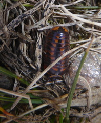 Glomeris oblongoguttata