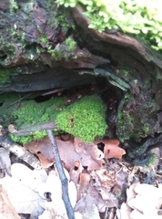 Orthodontium lineare