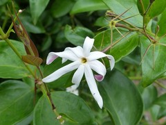 Jasminum multiflorum
