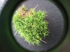 Orthodontium lineare