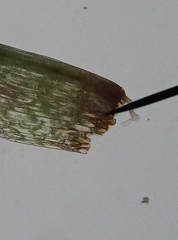 Orthodontium lineare