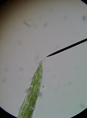 Orthodontium lineare