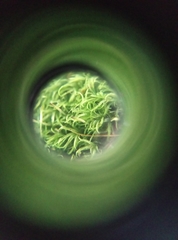 Orthodontium lineare