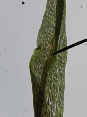 Orthodontium lineare