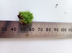 Orthodontium lineare