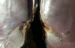 Potamilus alatus